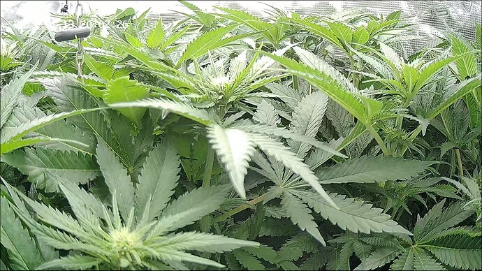 Growreport Bild 13