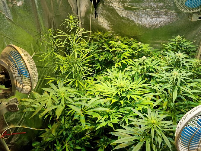 Mehrere Cannabis-Pflanzen in einem Zelt, die sich in der Wachstumsphase befinden, mit zwei Ventilatoren, die die Luftzirkulation unterstützen.