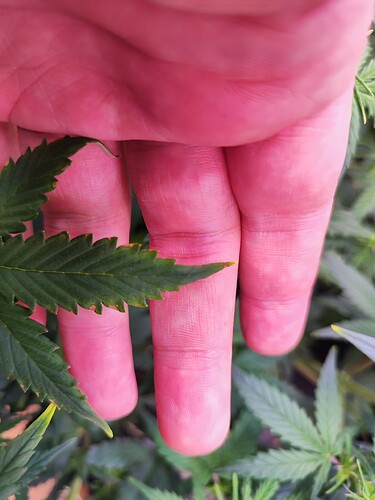 Growreport Bild 1