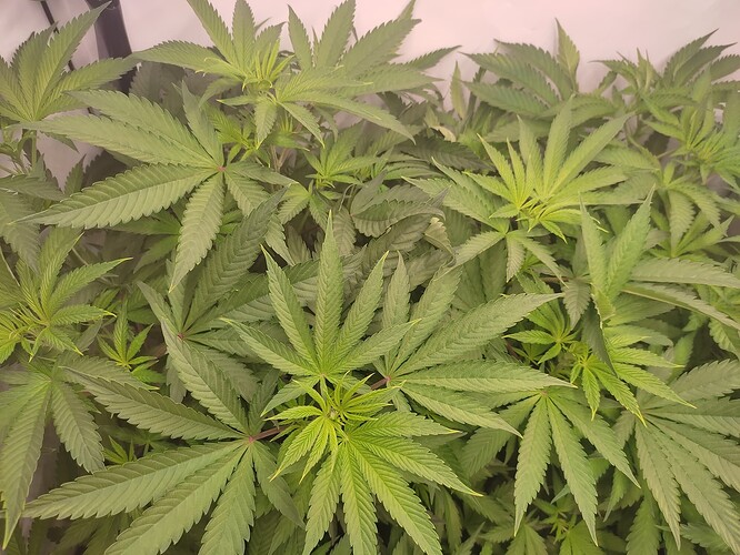 Growreport Bild 13