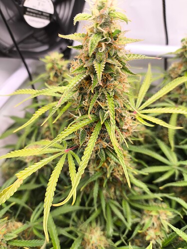 Growreport Bild 2