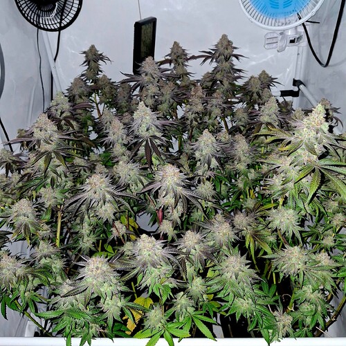 Growreport Bild 29