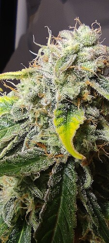 Growreport Bild 55