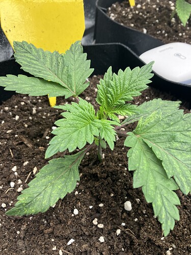Growreport Bild 16