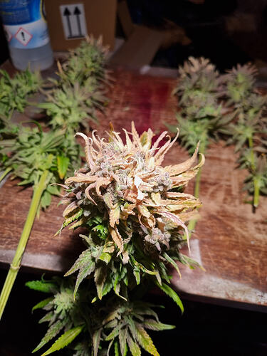 Mehrere geerntete Cannabis-Buds liegen auf einer Holzoberfläche. Ein Bud im Vordergrund ist besonders detailliert sichtbar und zeigt eine Mischung aus grünen und bräunlichen Blättern sowie einige lila Akzente.