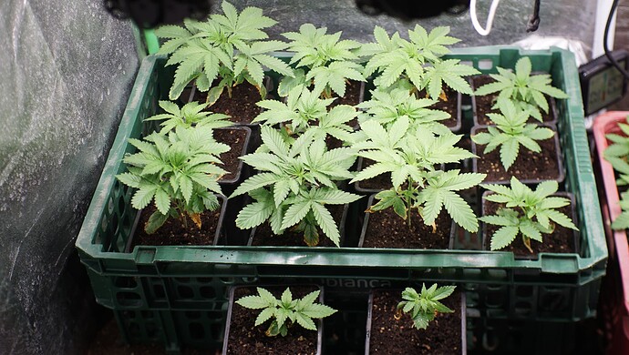 Growreport Bild 4
