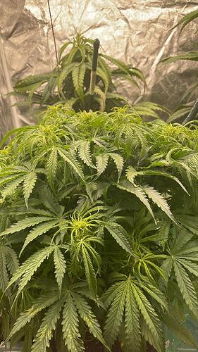 Zwei Cannabis-Pflanzen in einem Growzelt während der Blütephase (BT11).