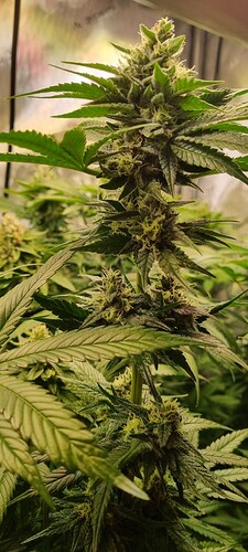 Growreport Bild 6