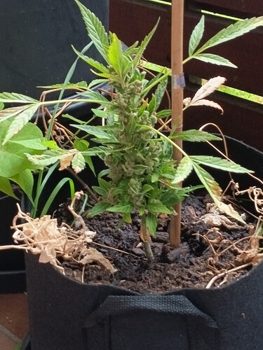 Growreport Bild 3