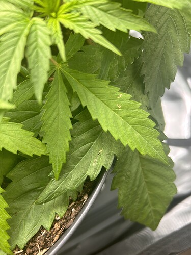 Growreport Bild 6