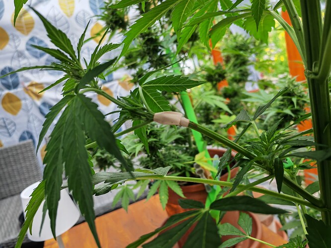 Growreport Bild 1