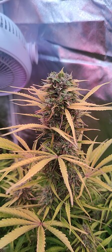 Growreport Bild 4