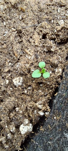 Growreport Bild 2