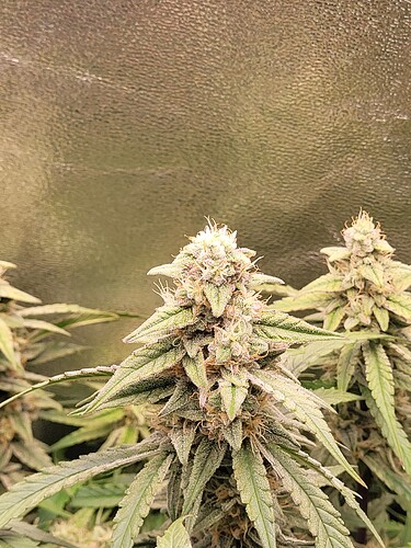 Growreport Bild 5