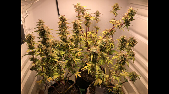 Growreport Bild 13