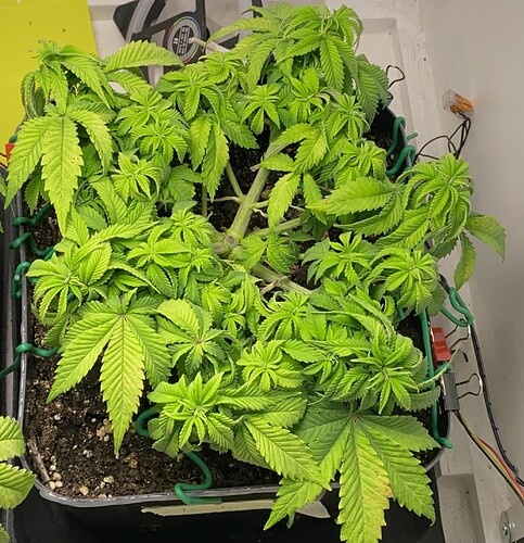 Growreport Bild 24