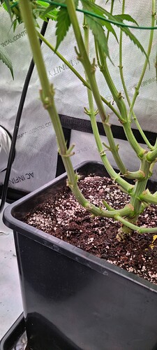 Growreport Bild 28