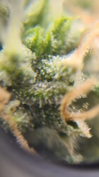 Growreport Bild 4