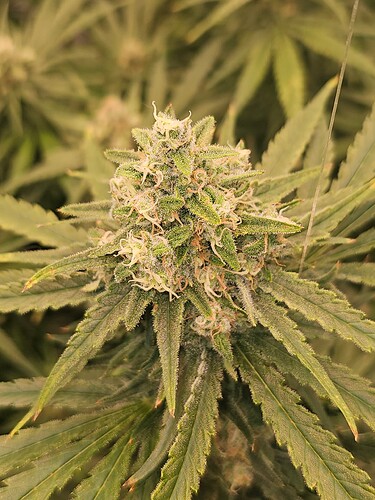 Growreport Bild 44