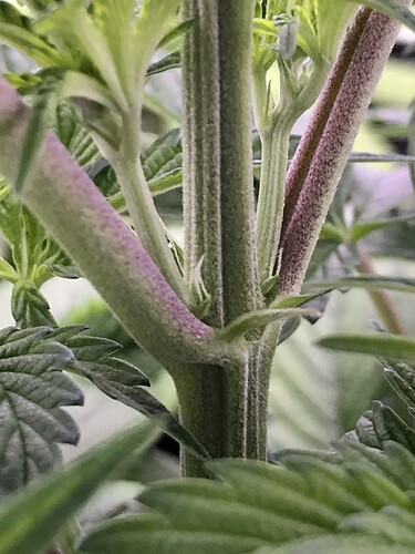 Growreport Bild 6