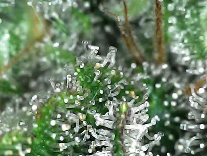 Growreport Bild 2