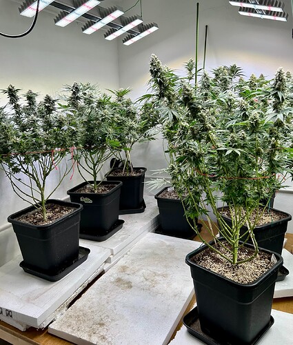 Growreport Bild 3