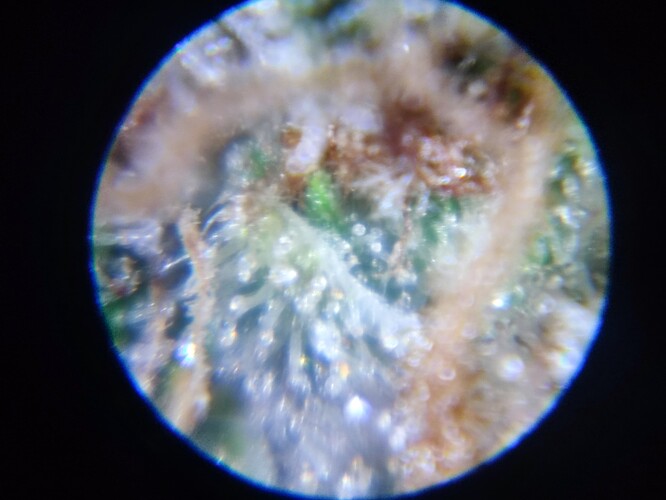 Growreport Bild 61