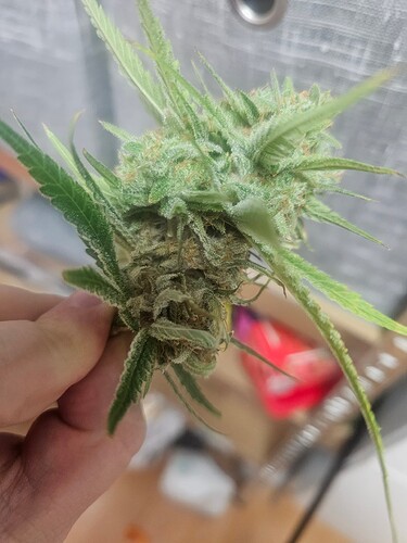 Growreport Bild 1