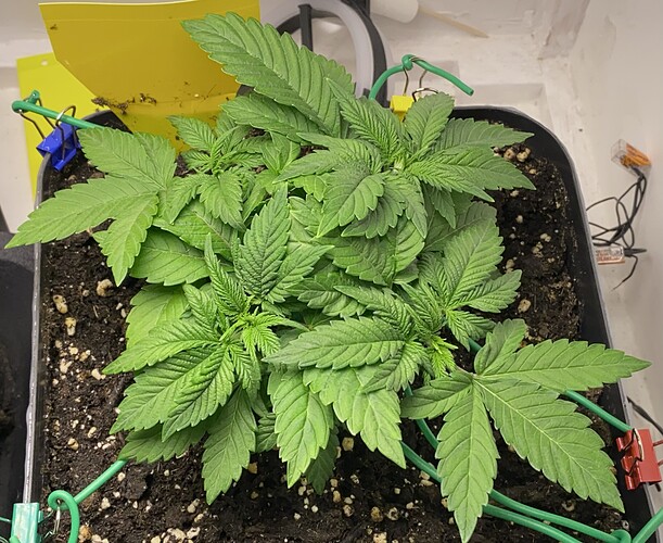 Growreport Bild 31
