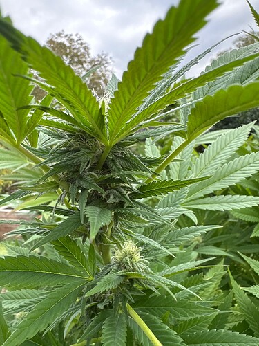 Growreport Bild 29