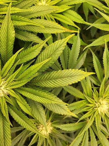 Growreport Bild 10