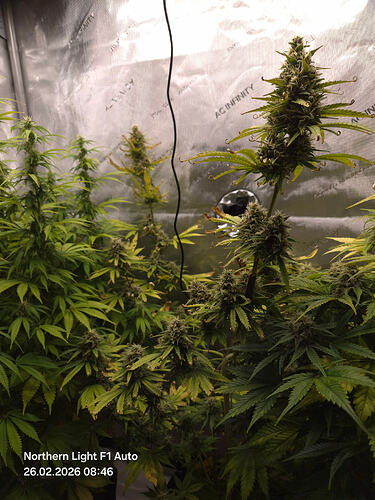 Eine blühende Cannabis-Pflanze in einem Growzelt mit reflektierenden Wänden.