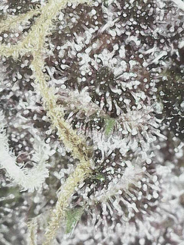 Growreport Bild 48
