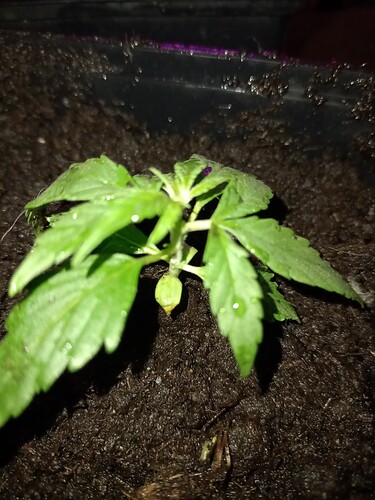 IMG_20240329_165906990