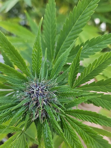 Growreport Bild 1