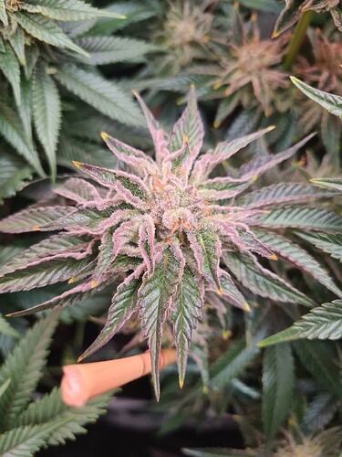 Growreport Bild 5