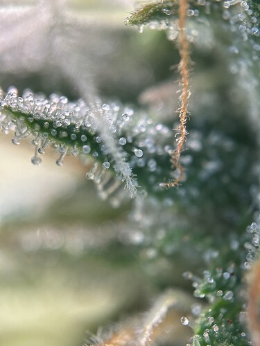 Growreport Bild 11