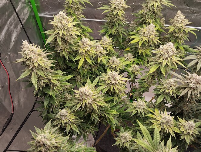 Growreport Bild 2