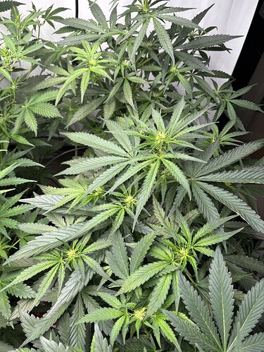 Growreport Bild 37