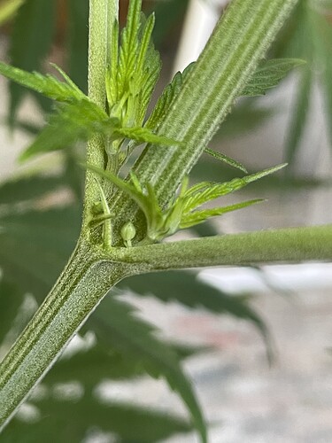 Growreport Bild 33