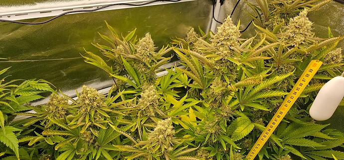Growreport Bild 29