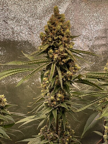 Growreport Bild 28