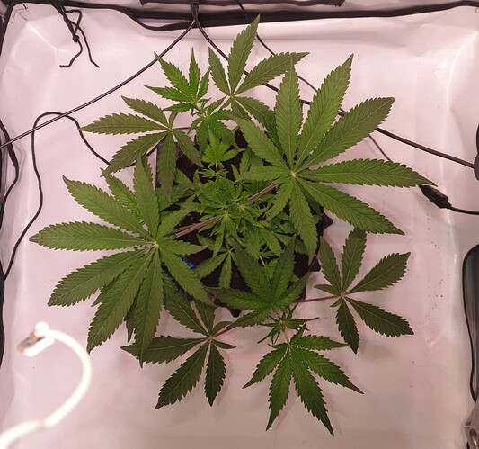 Growreport Bild 1