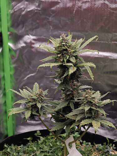 Growreport Bild 5