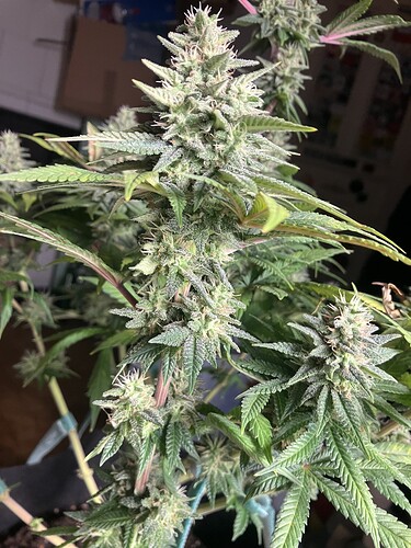 Growreport Bild 9