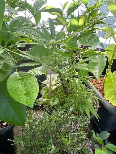 Growreport Bild 32