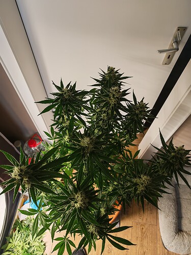 Growreport Bild 14