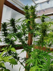 Growreport Bild 6