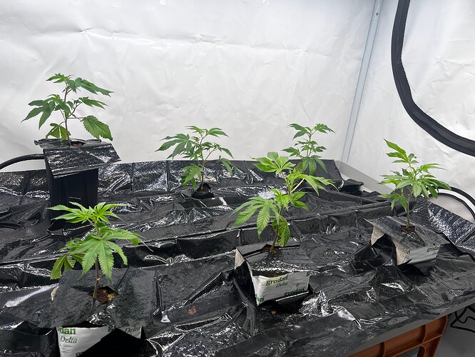 Growreport Bild 21