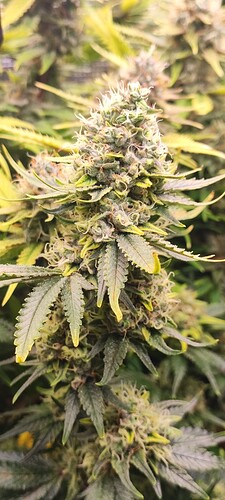 Growreport Bild 25